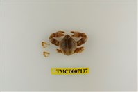 藏品(寬額斑玉蟹)的圖片